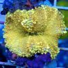 Yellow Ricordea Mushroom Coral