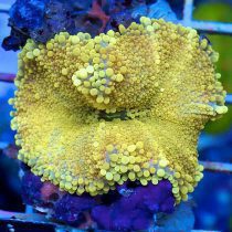 Yellow Ricordea Mushroom Coral