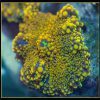 Yellow Ricordea Mushroom Coral