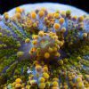 Yellow Ricordea Mushroom Coral