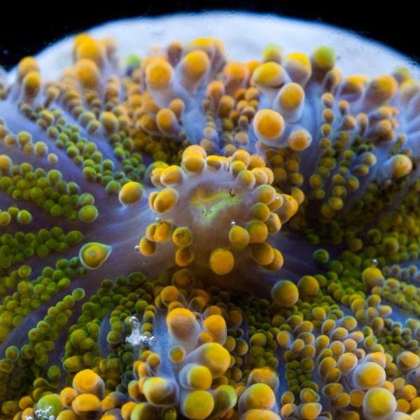 Yellow Ricordea Mushroom Coral