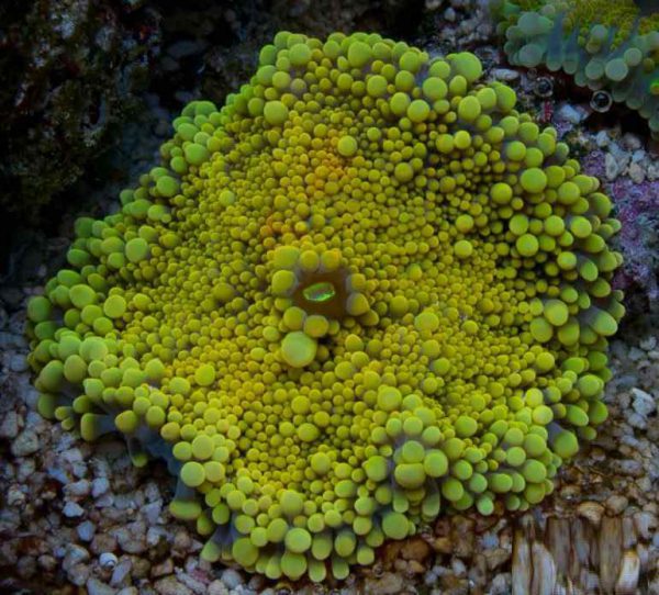 Yellow Ricordea Mushroom Coral