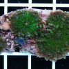 Green Ricordea Mushroom Coral