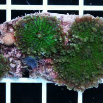 Green Ricordea Mushroom Coral
