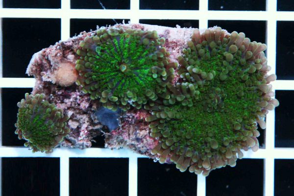 Green Ricordea Mushroom Coral