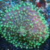 Green Ricordea Mushroom Coral
