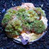 Green Ricordea Mushroom Coral