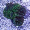 Green Ricordea Mushroom Coral