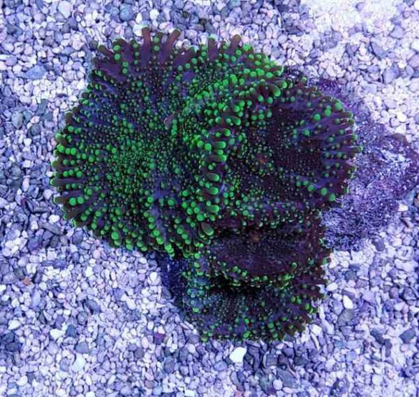 Green Ricordea Mushroom Coral
