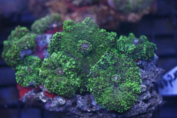 Green Ricordea Mushroom Coral