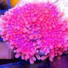 Pink Ricordea Yuma Mushroom Coral