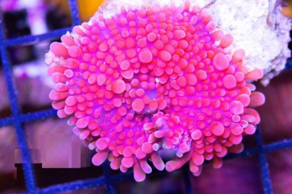 Pink Ricordea Yuma Mushroom Coral