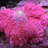 Pink Ricordea Yuma Mushroom Coral