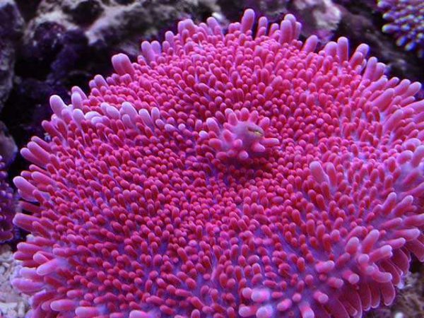 Pink Ricordea Yuma Mushroom Coral