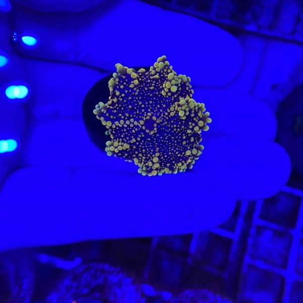 Golden Ricordea Mushroom Coral