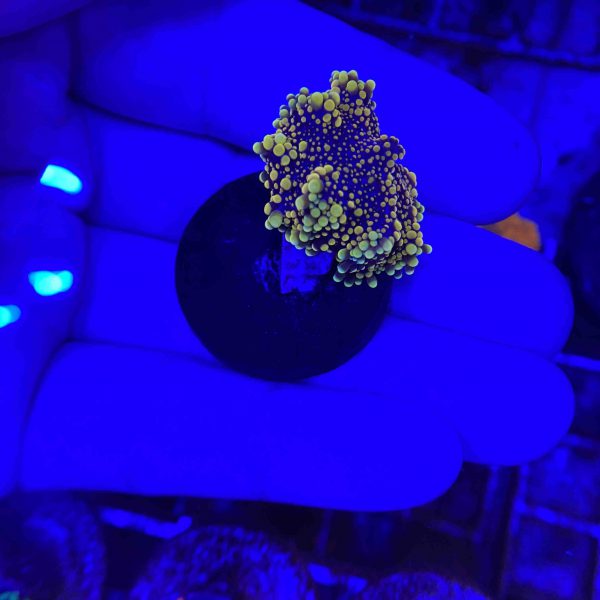 Golden Ricordea Mushroom Coral