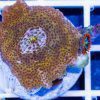 passion fruit Mushroom Coral