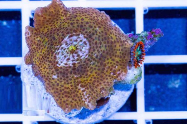 passion fruit Mushroom Coral