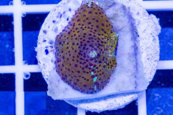 passion fruit Mushroom Coral