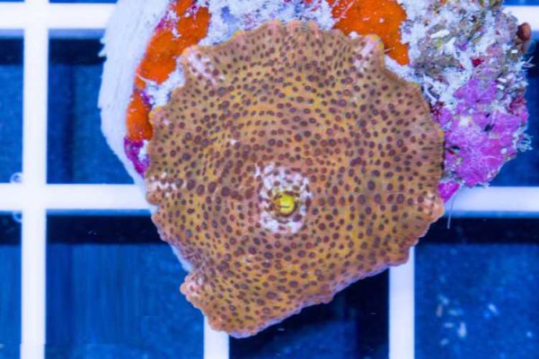 passion fruit Mushroom Coral