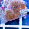 passion fruit Mushroom Coral