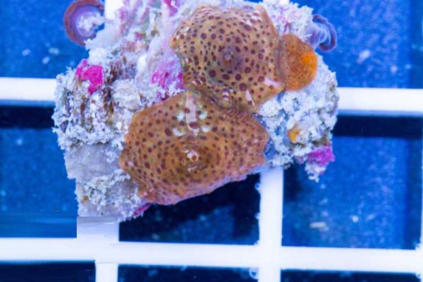 passion fruit Mushroom Coral