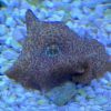 passion fruit Mushroom Coral