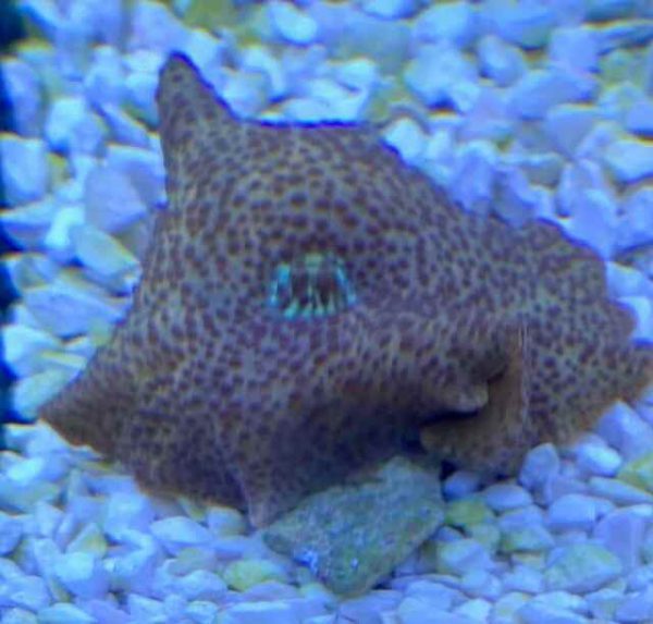 passion fruit Mushroom Coral