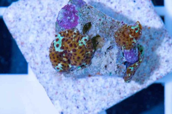 ماشروم سوخته