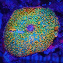 Rainbow interstellar mushroom coral