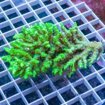 Acropora chesterfieldensis