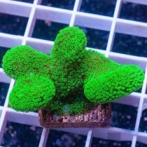 مرجان استایلوپورا سبز نئون