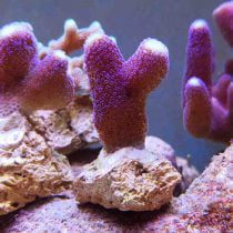 مرجان استایلوپورا میلکا