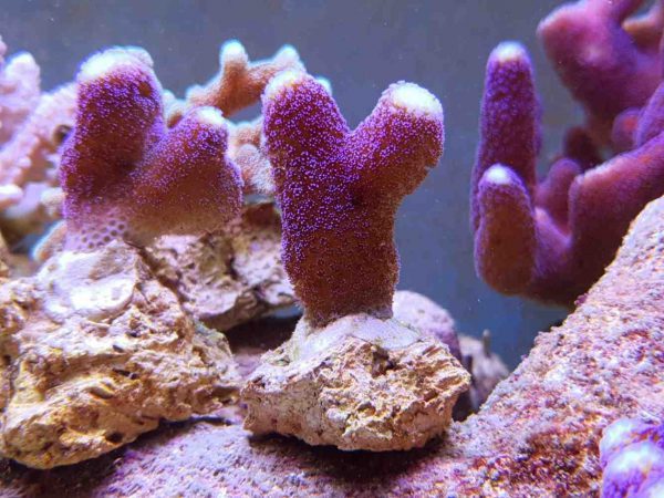 مرجان استایلوپورا میلکا