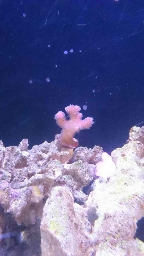 Stylophora Pistillata Milka