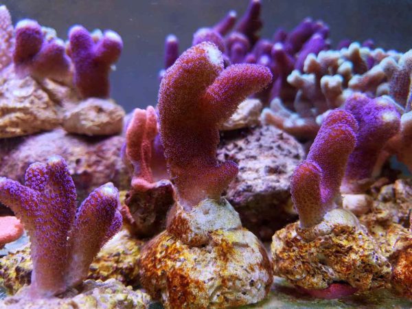 Stylophora Pistillata Milka