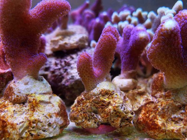 Stylophora Pistillata Milka