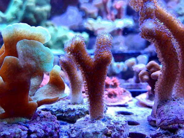 Stylophora Pistillata Milka