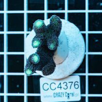 Stylophora pistillata Milka