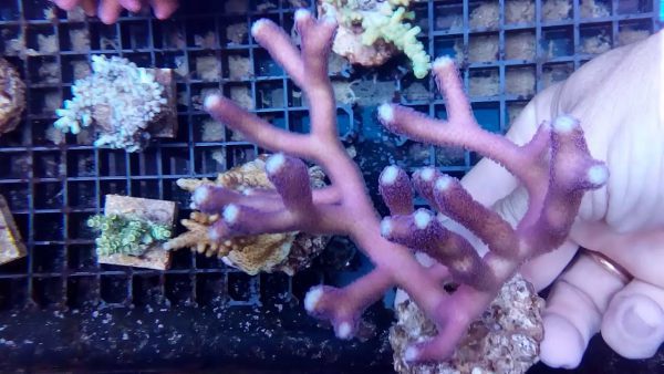 Stylophora Pistillata Milka