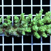 مرجان اکروپورا آکولئوس سبز