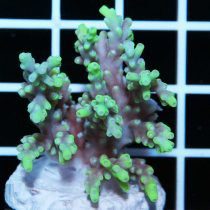 مرجان اکروپورا آکولئوس صورتی سبز