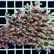 Acropora aculeus pink green