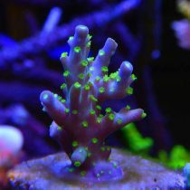 مرجان اکروپورا بونسای آبی