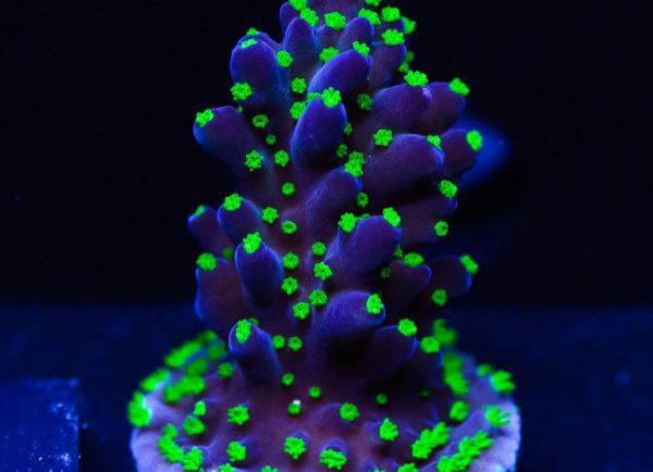 Purple Bonsai Acropora