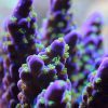 Purple Bonsai Acropora
