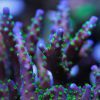 Purple Bonsai Acropora