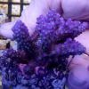 Purple Bonsai Acropora