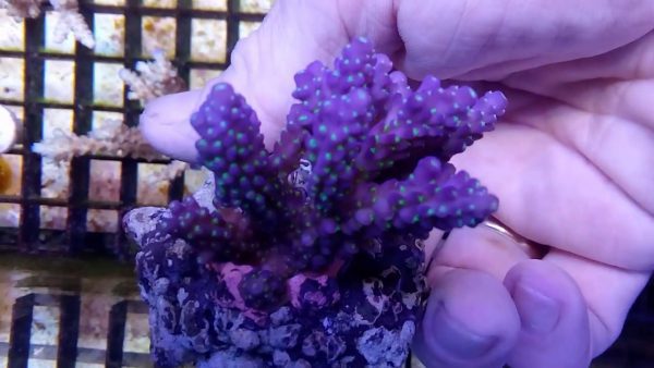 Purple Bonsai Acropora
