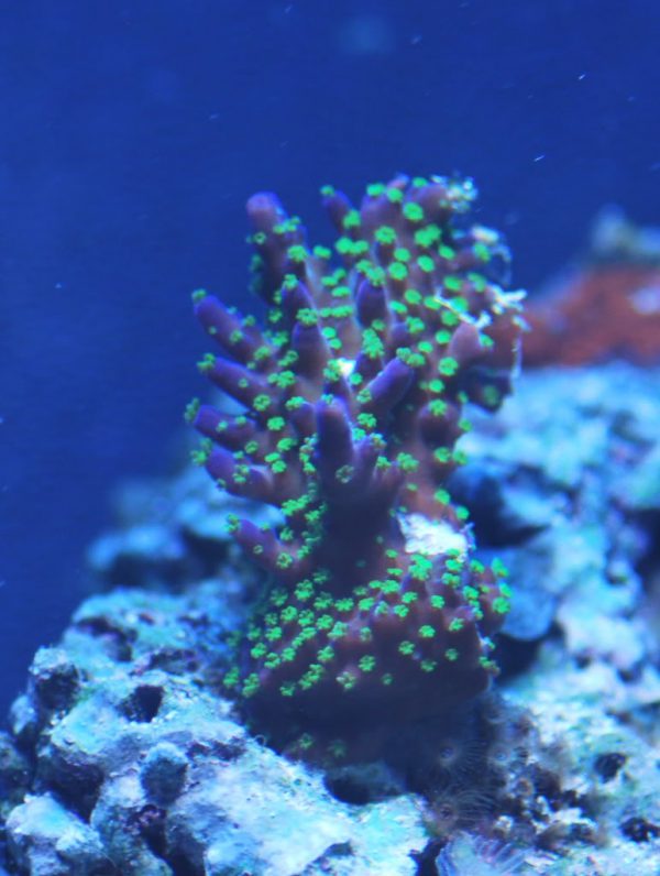 Purple Bonsai Acropora